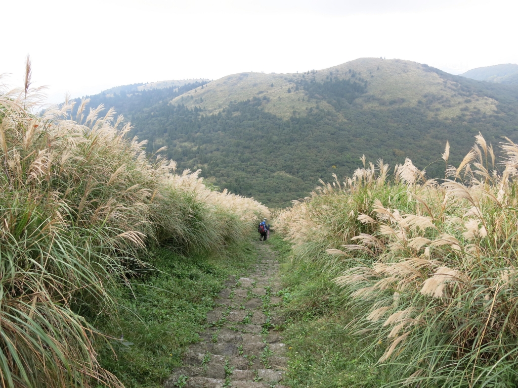 步道小旅行-草山西段五連走_4008