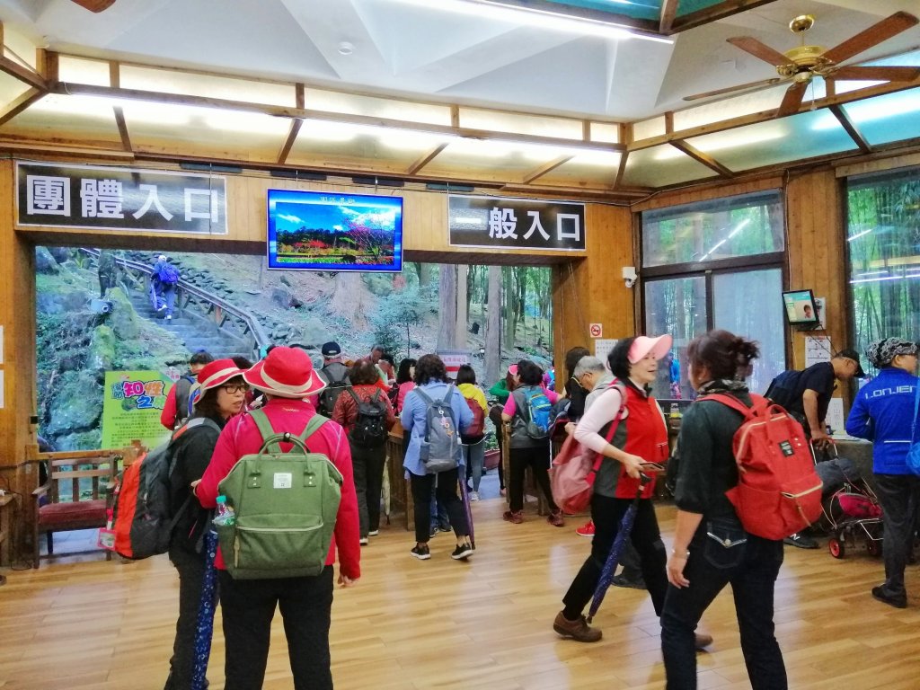 森林綠意滿滿芬多精。 溪頭森林遊樂區_770549