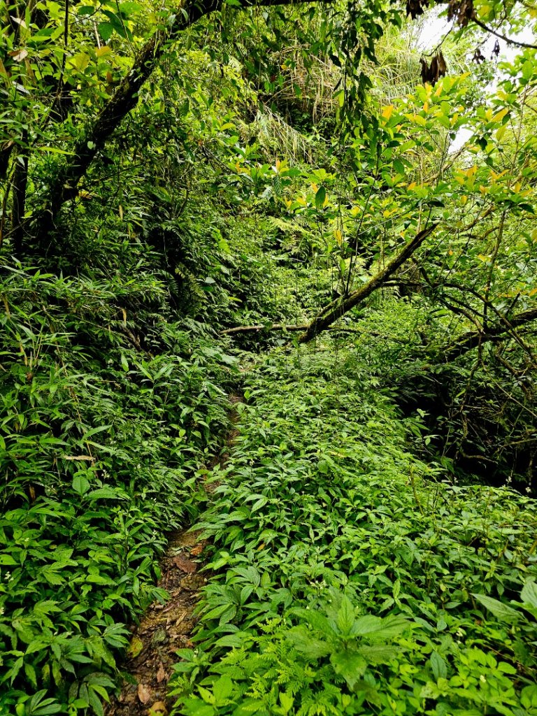 萬人山-小百岳#92-花蓮縣富里鄉_2783646