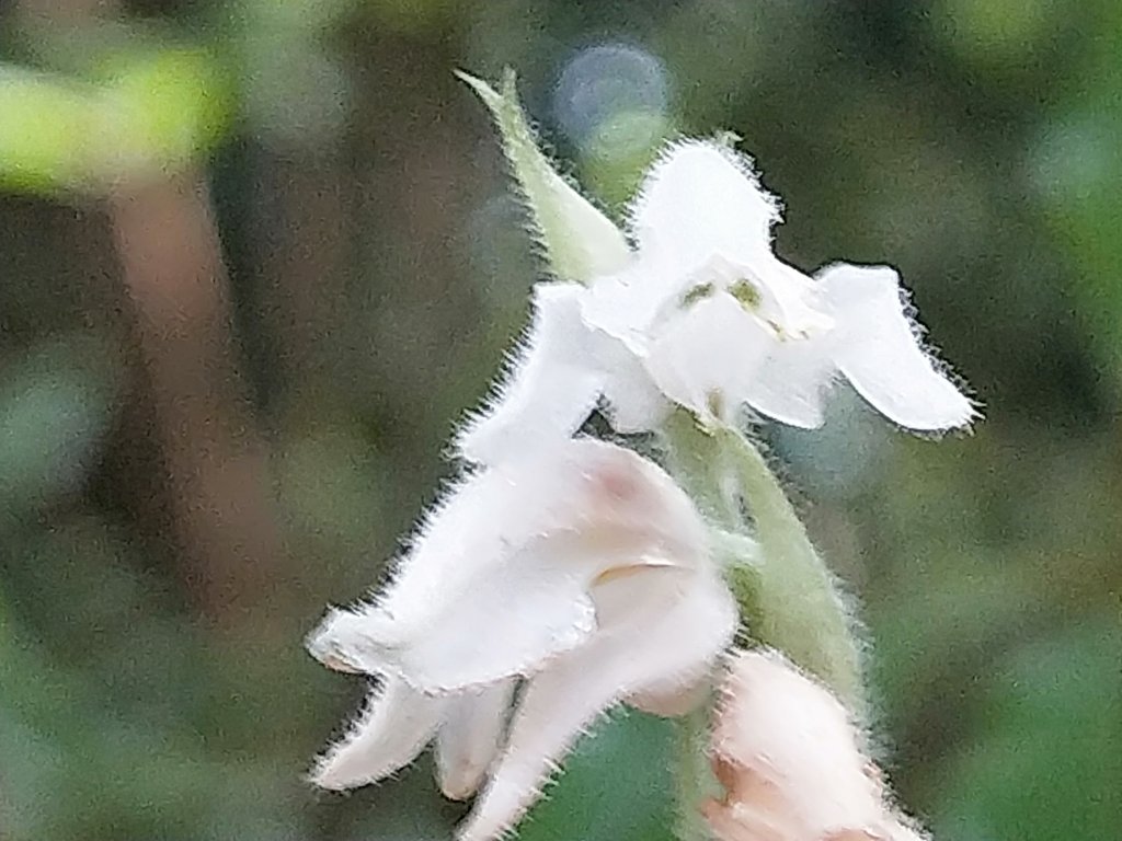 202010 尖石石磊虎禮山初禮驗_1115898