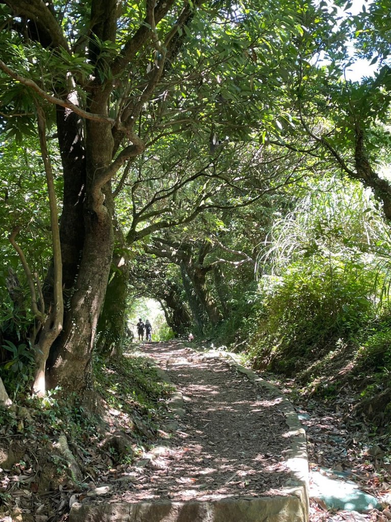 230716-小百岳#001大屯山。美美兔感謝「泰利」外圍環流，許了大屯主峰一個艷陽颱風天，景緻絕美_2222791