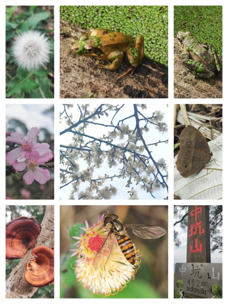 飛沙龍逆走封面圖