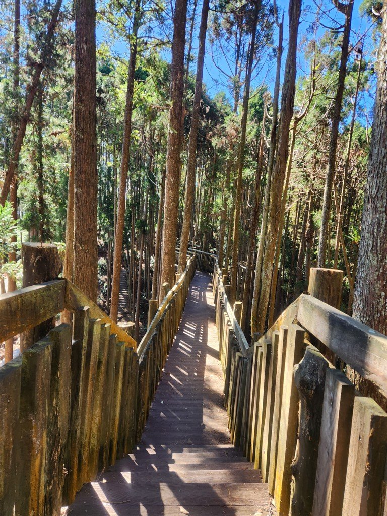 雲嶺之丘連走木馬古道O繞_2665865