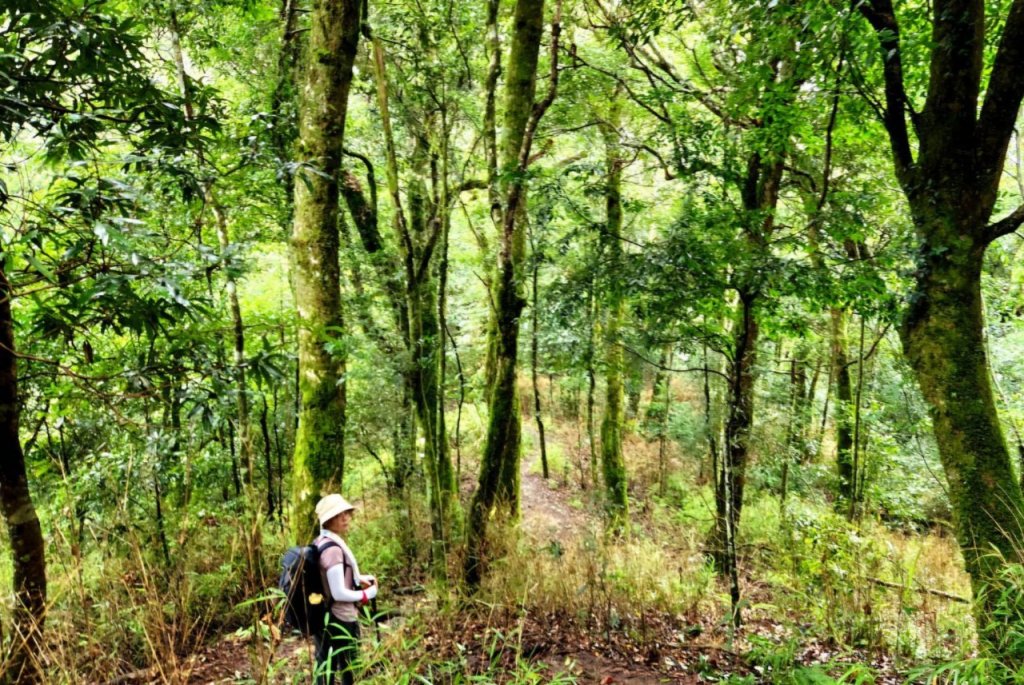 【中級山】有一種美，令人不想回家，新竹鵝公髻山_2744637