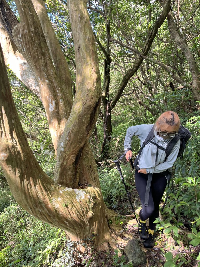 舊白鷺部落-久保山-久集山-棚集山-丹林 2025.8.7_2863988