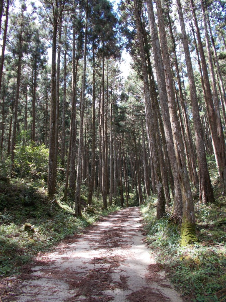 治茆山,治茆山南峰,巒山堂_691177