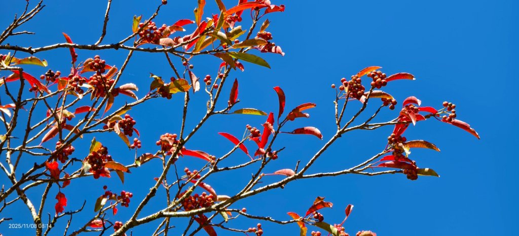 #太平山 #望洋山 #觀雲步道 #日出 #雲海 11/8_2931184