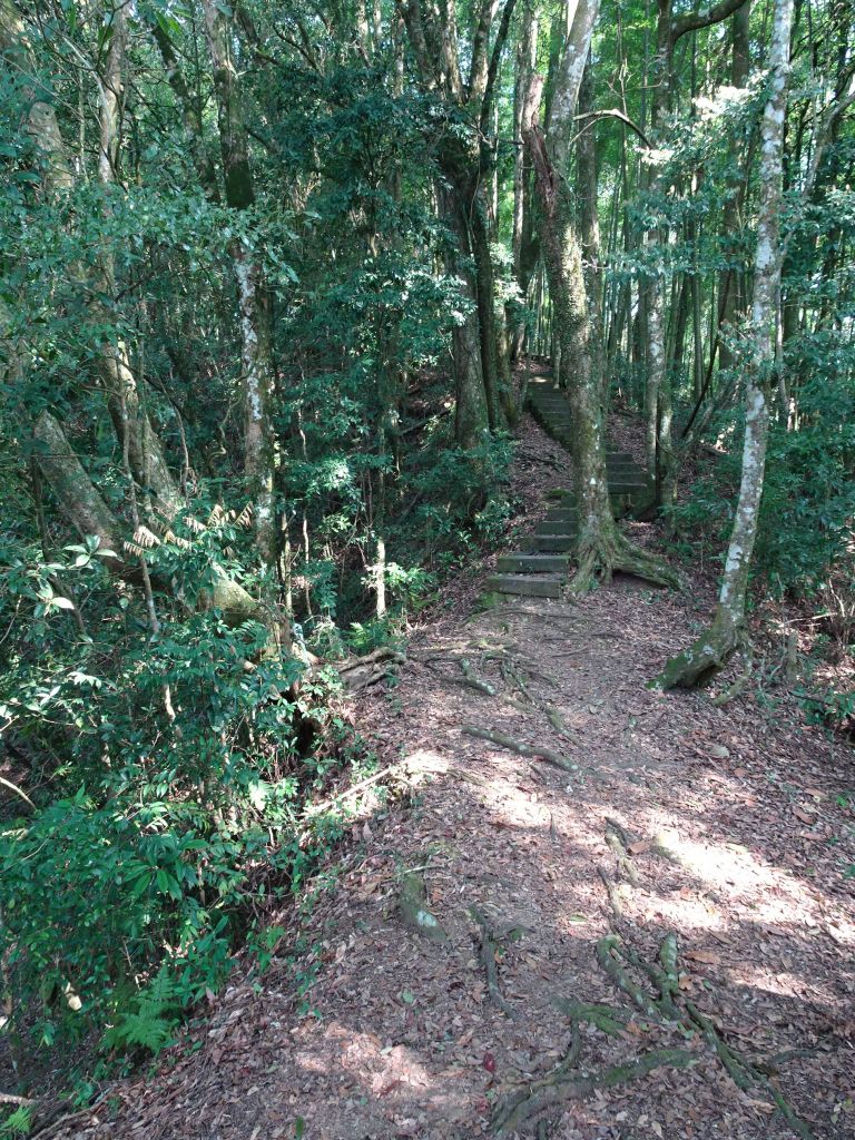 雲林古坑-嘉南雲峰及石壁山_295521