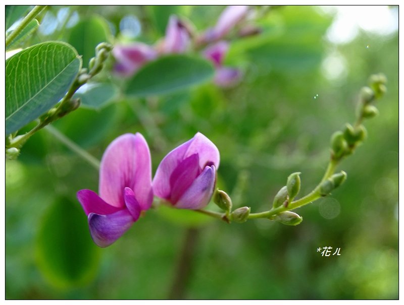 台北/植物園步道_686802