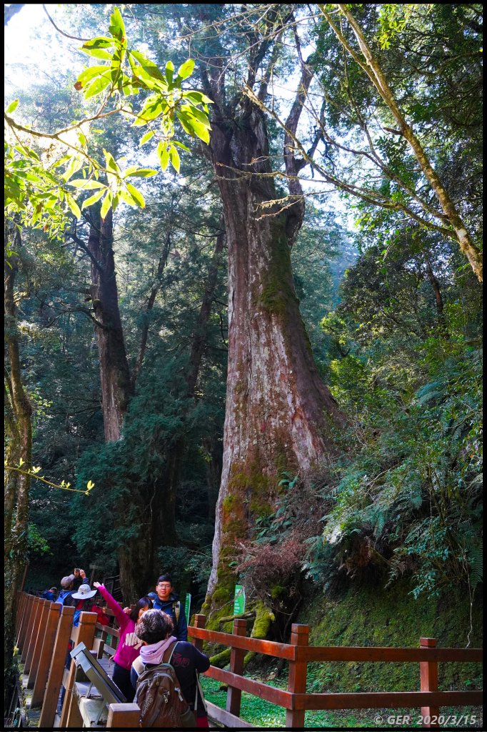 全台最大的紅檜森林 ~ 拉拉山巨木群_885528