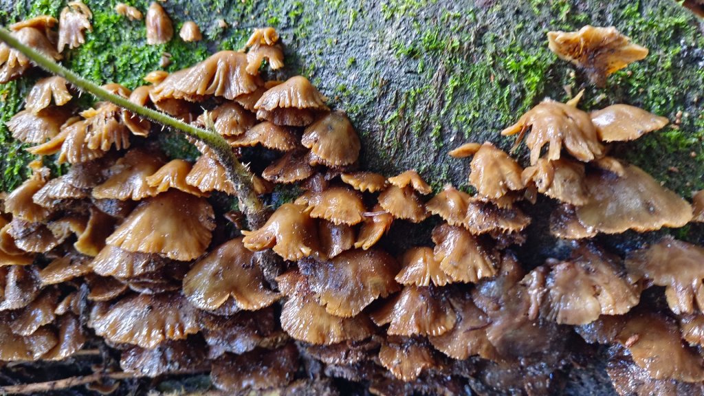 馬崙山之美_1756034