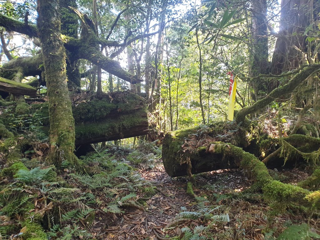 塔曼山玫瑰西魔山原路來回封面圖