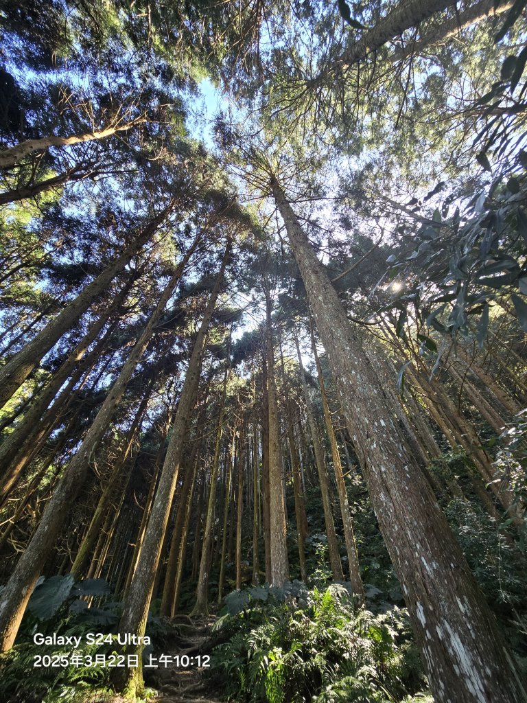 2025-03-22油羅山步道_2743397