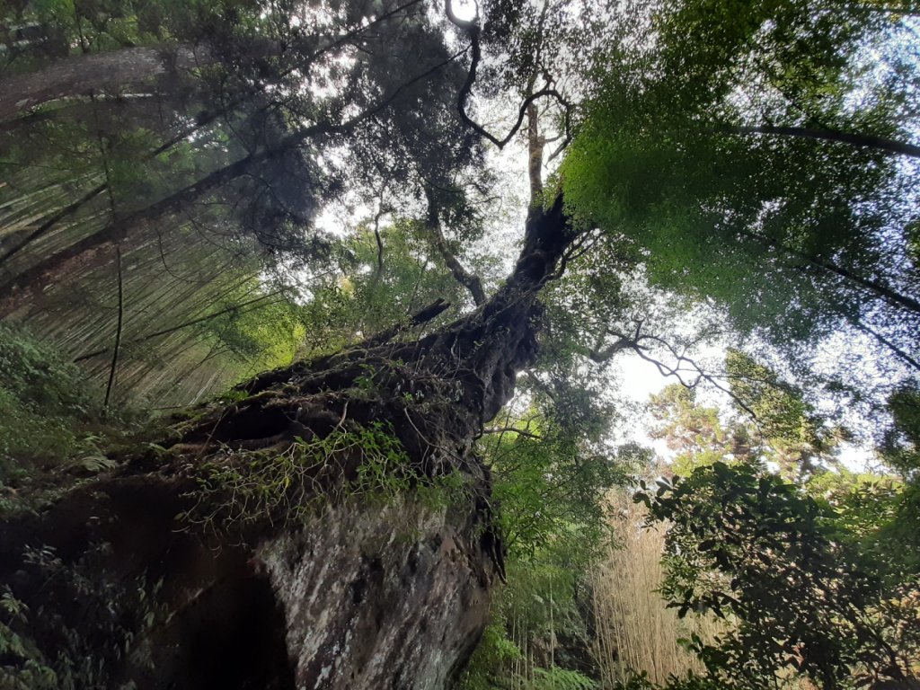 奮起湖大凍山_2043403