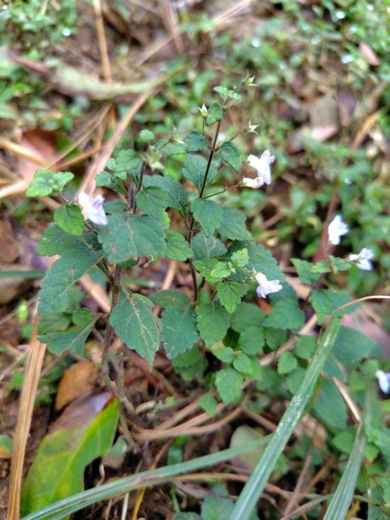 渭水之丘 烘爐地山 抹茶山 三角崙山_2938725