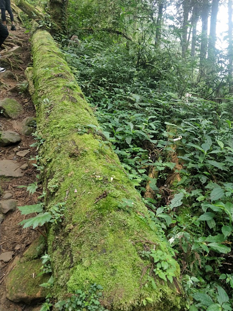 奮起湖大凍山步道_714522