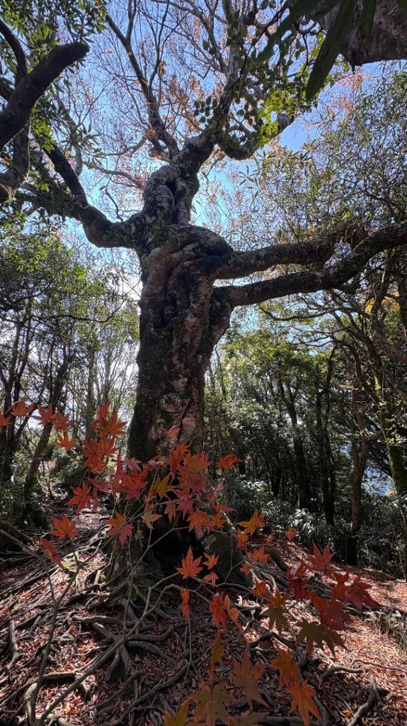 山毛櫸的「最後一舞」_2955304