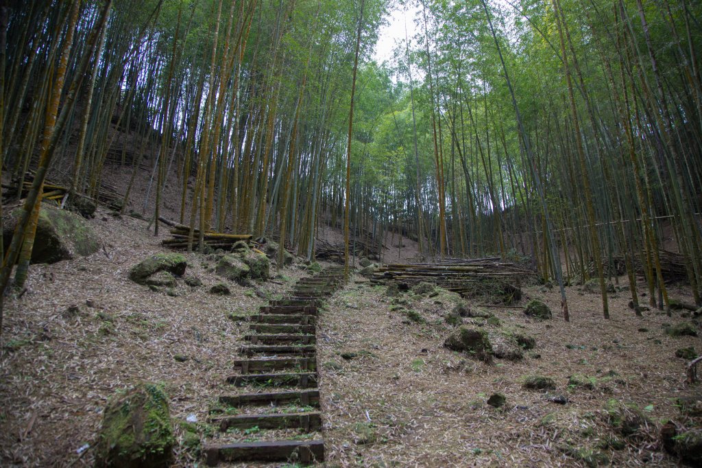 步道巡訪員│四大天王山步道一月巡訪日誌_817802