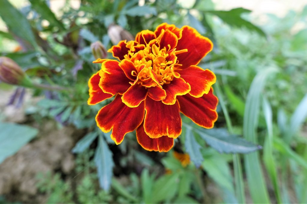 2021桃園彩色海芋季_1346732