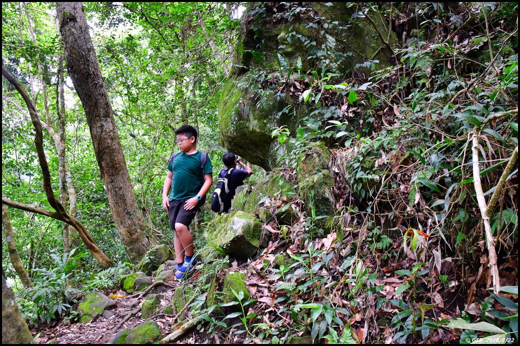 大溪。白石山 訪 艷紅鹿子百合_396267