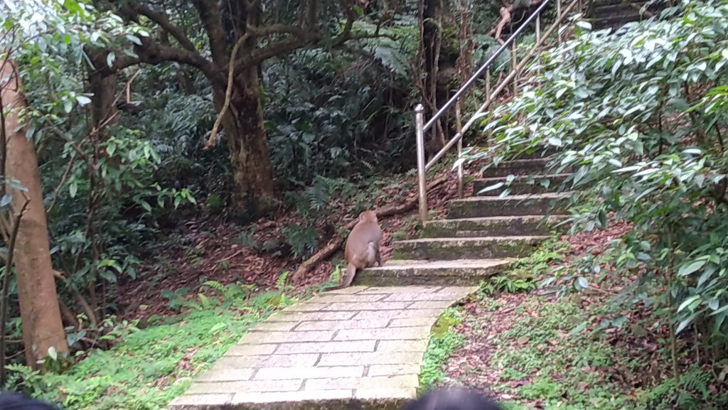 2020.2.28大尖山步道之旅_1411197
