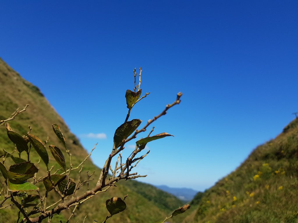 季節限定~草嶺古道_463411