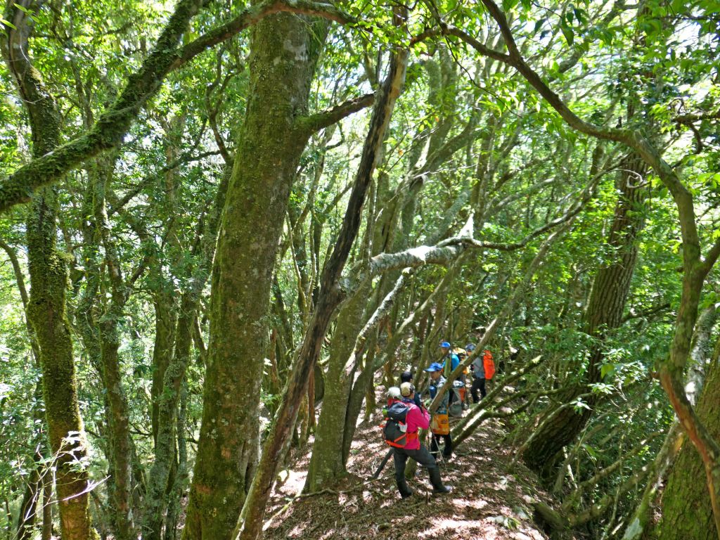 登碧綠神木旁焦土山及加碼綠水文山步道  _375947