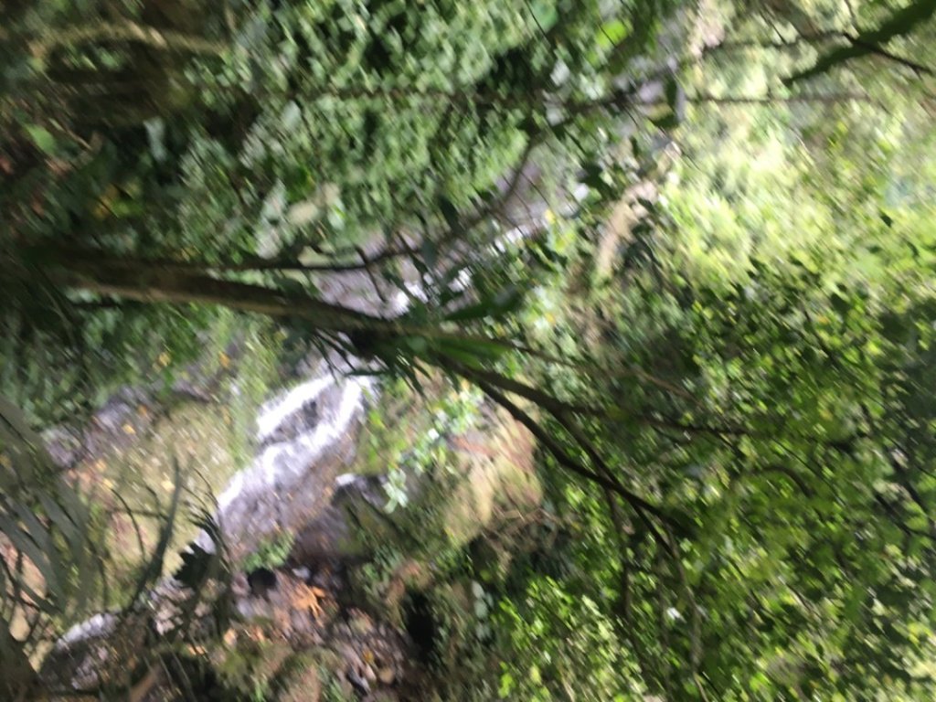 卡保山（一葉蘭、雲森瀑布_2484060