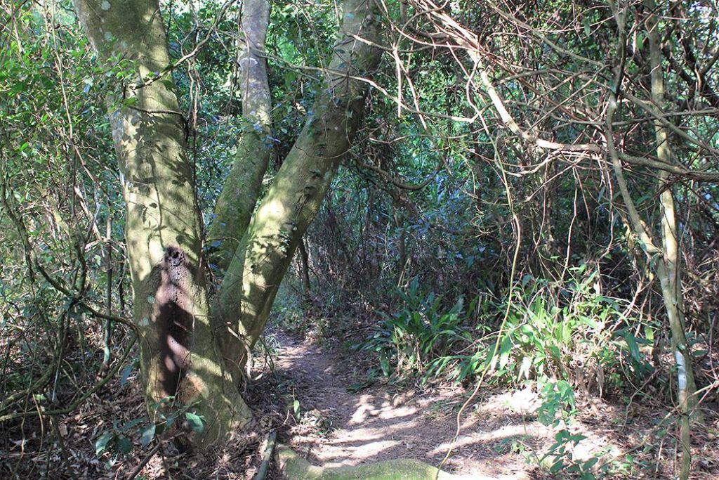 南庄勸化堂_獅頭山Ｏ型_302619