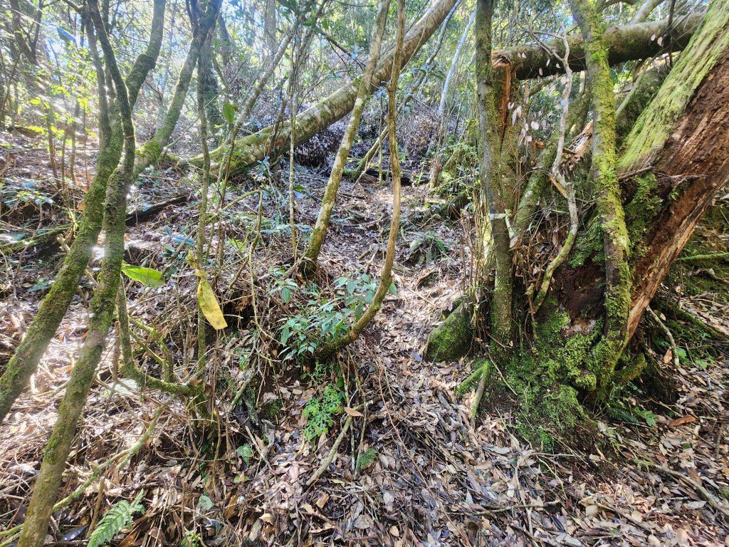 20250216水社大山潭南線_2746129