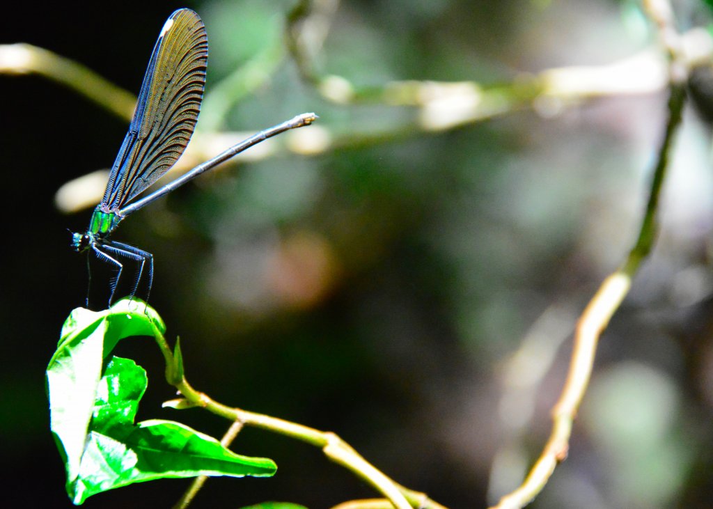 充滿禪意的坪溪古道_1455141