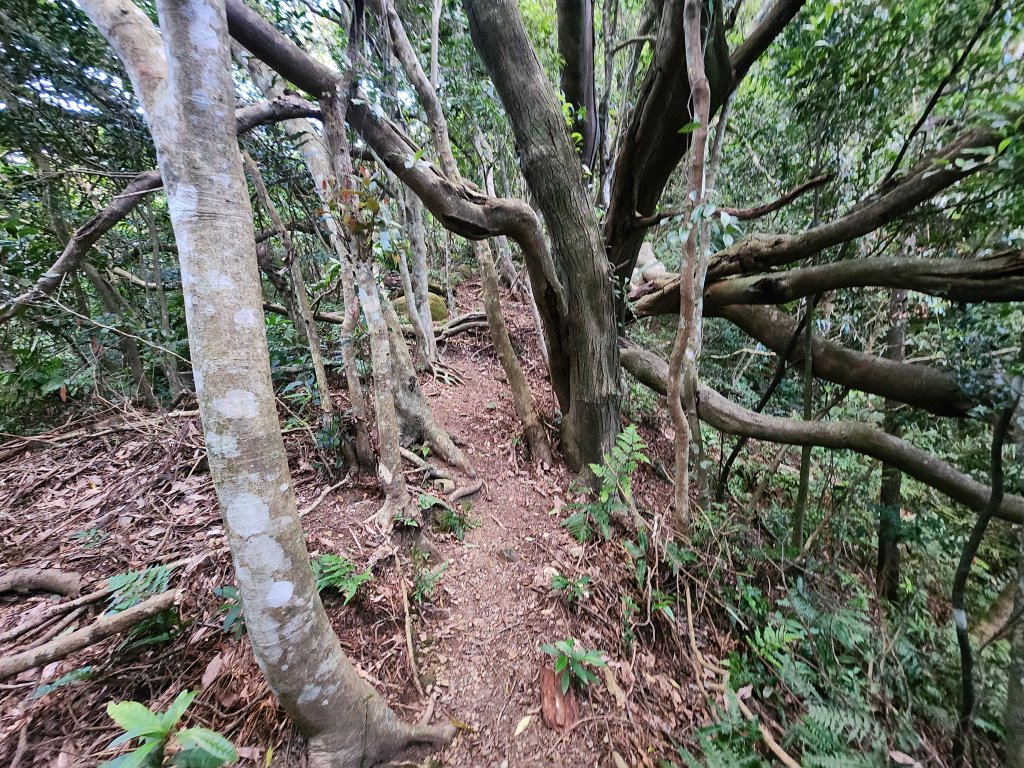 20251207火燒寮山熊空山竹坑山加九嶺O型_2966273