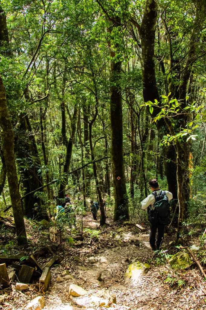 稍來山楓葉林_2960872