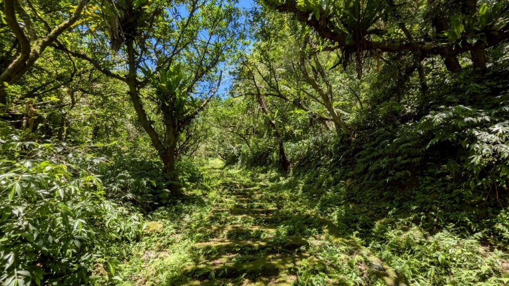 114.06.28內平林山-番子坑山-平湖森林遊樂區之O型_2824208
