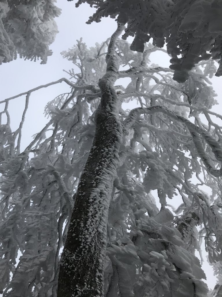 美呆了~雪白內鳥嘴山_1253322