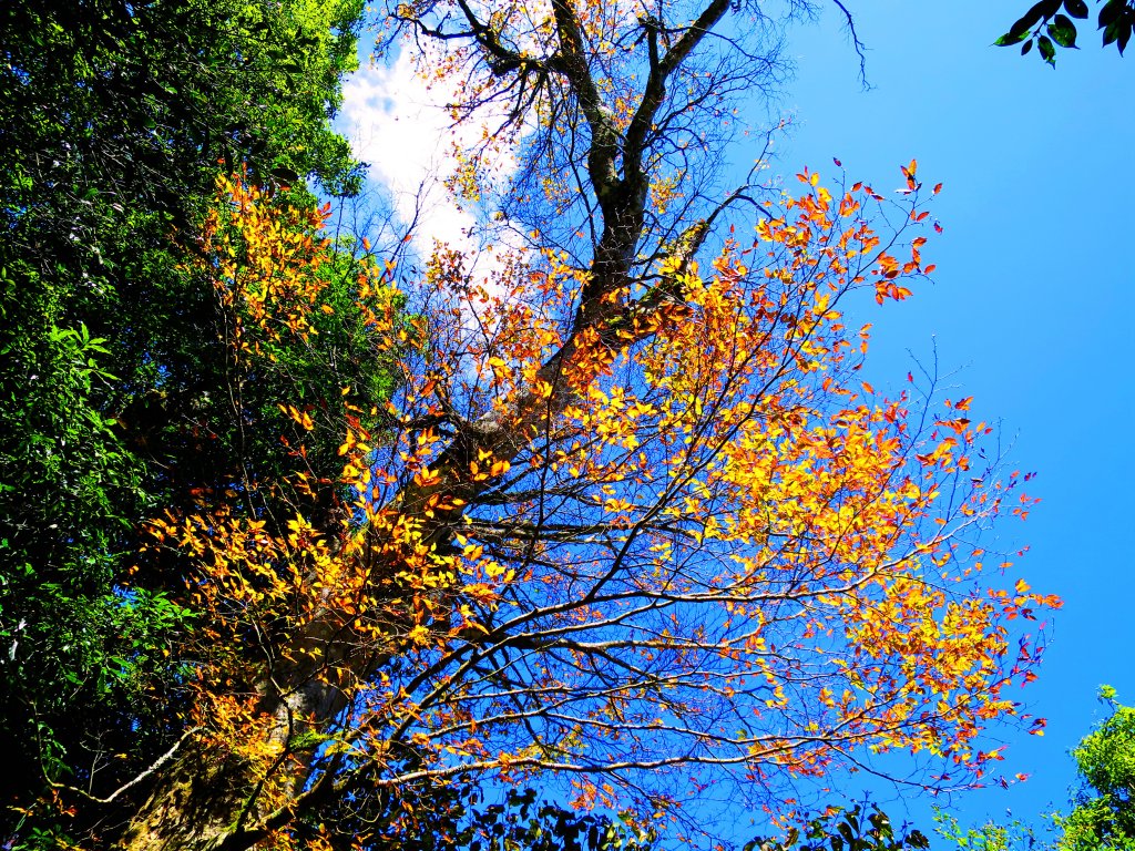 【新竹尖石】還記得北得拉曼山 這一季黃金山毛櫸的璀璨_1183394