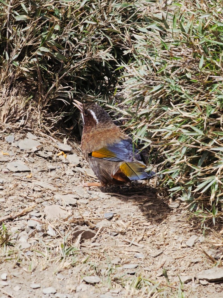 小奇萊步道-(南投)臺灣百大必訪步道_2795657