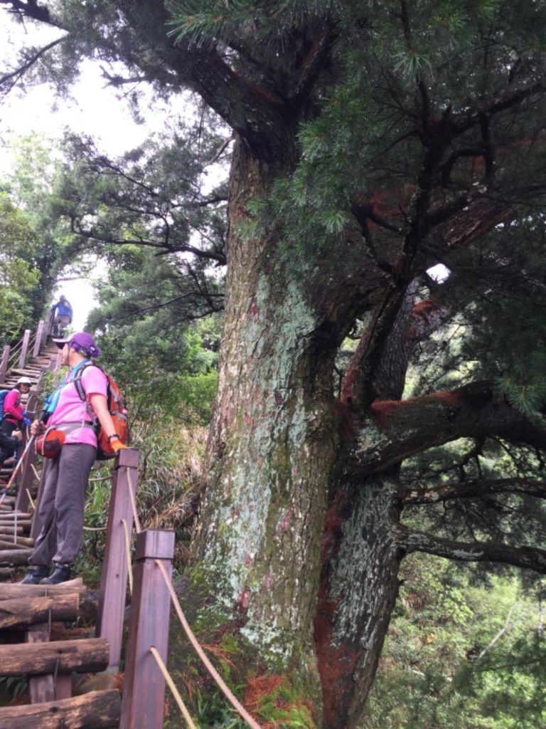 大坑5-1接4號步道頭嵙山、二嵙山_349793
