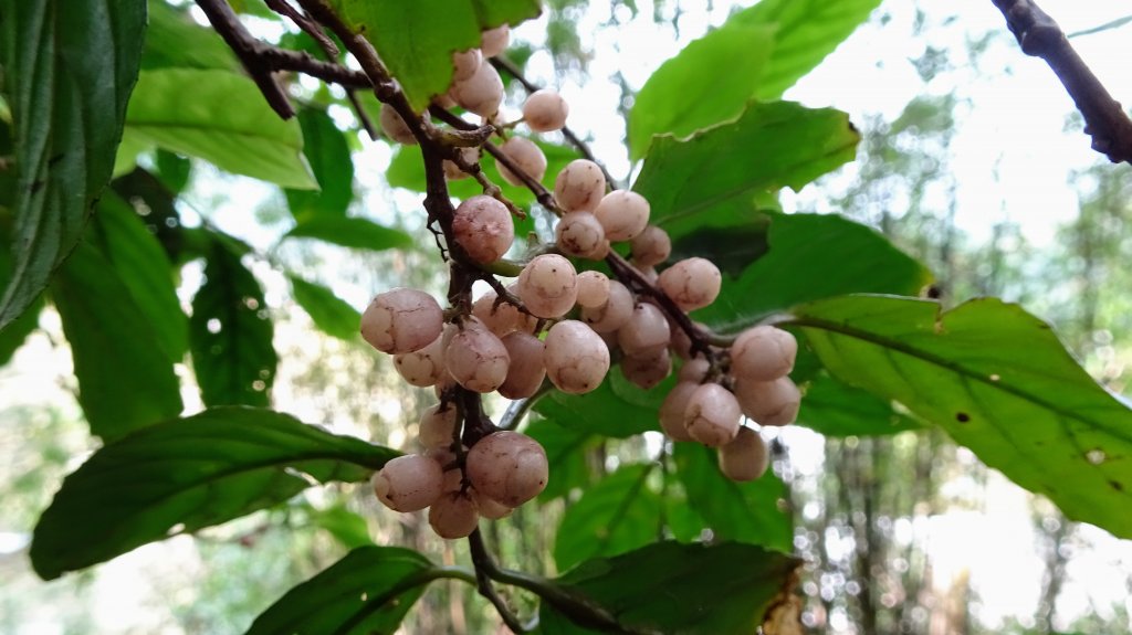 天母古道, 紗帽山_1619107