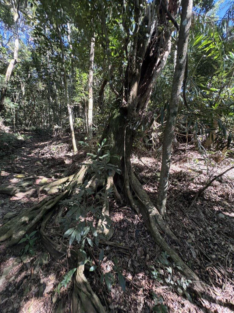 20251116鳴海山、網子山登山步道_2938349