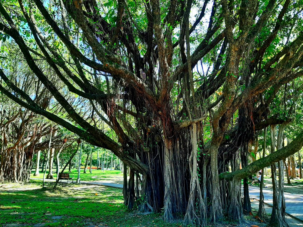 臺北趴趴走｜文山森林、台大、林森、淡水、大安森林、象山_2238322