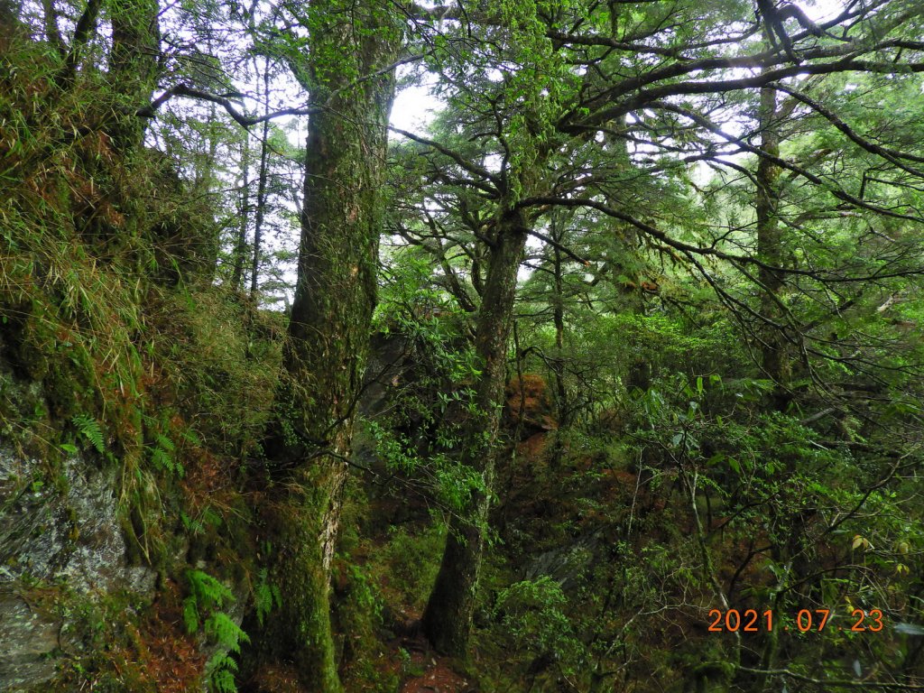 花蓮 秀林 卯木山_1429263