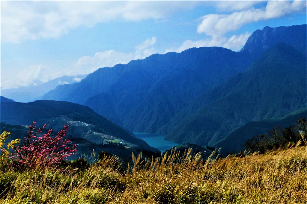 千櫻園 • 滿園粉紅棉花糖掛樹稍_1620727