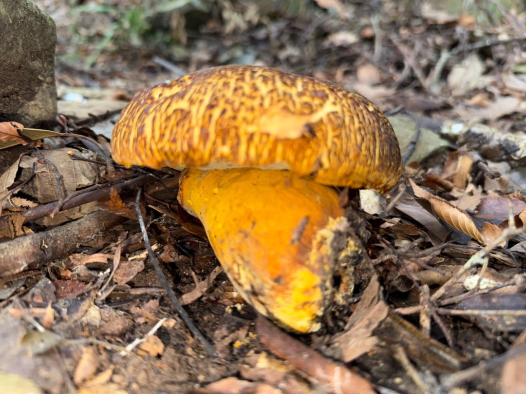 苗栗/馬那細道邦山-烏嘎彥竹林-水雲三星-鳥嘴山_2651609