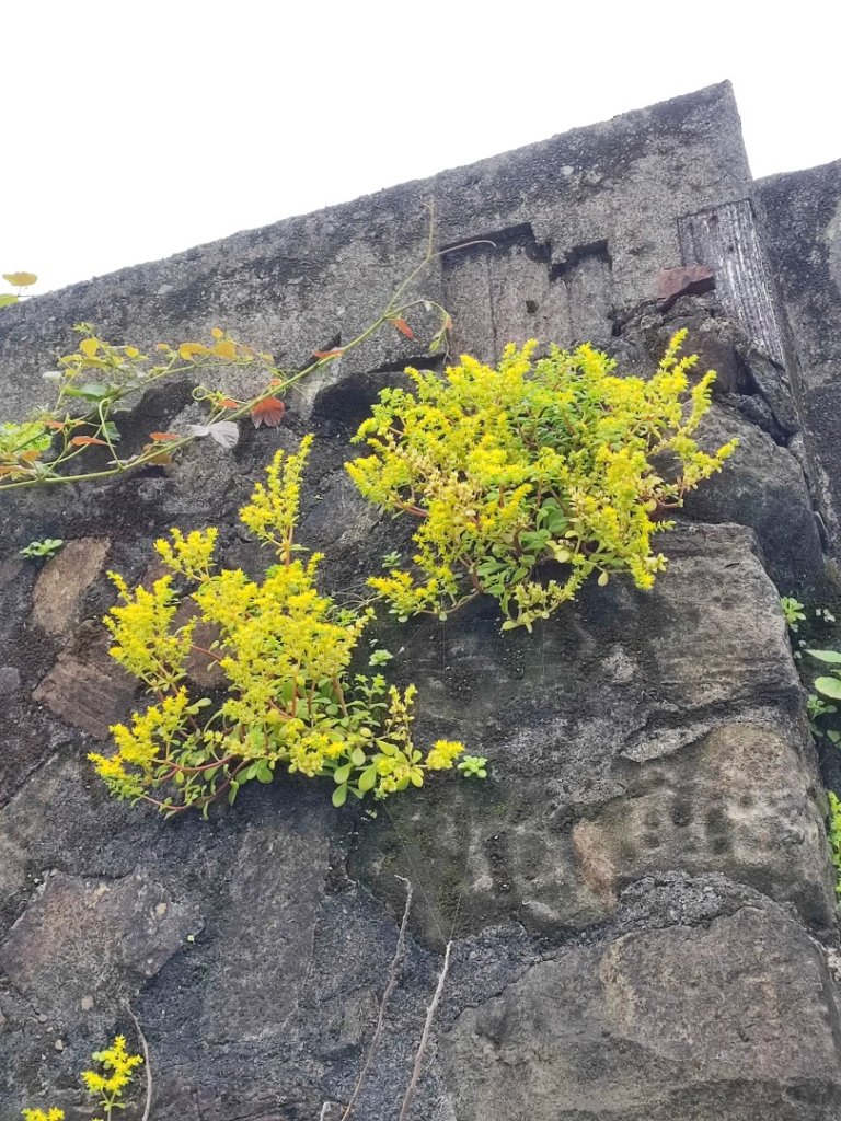 南子吝步道-踢不爛大地遊戲_2478006