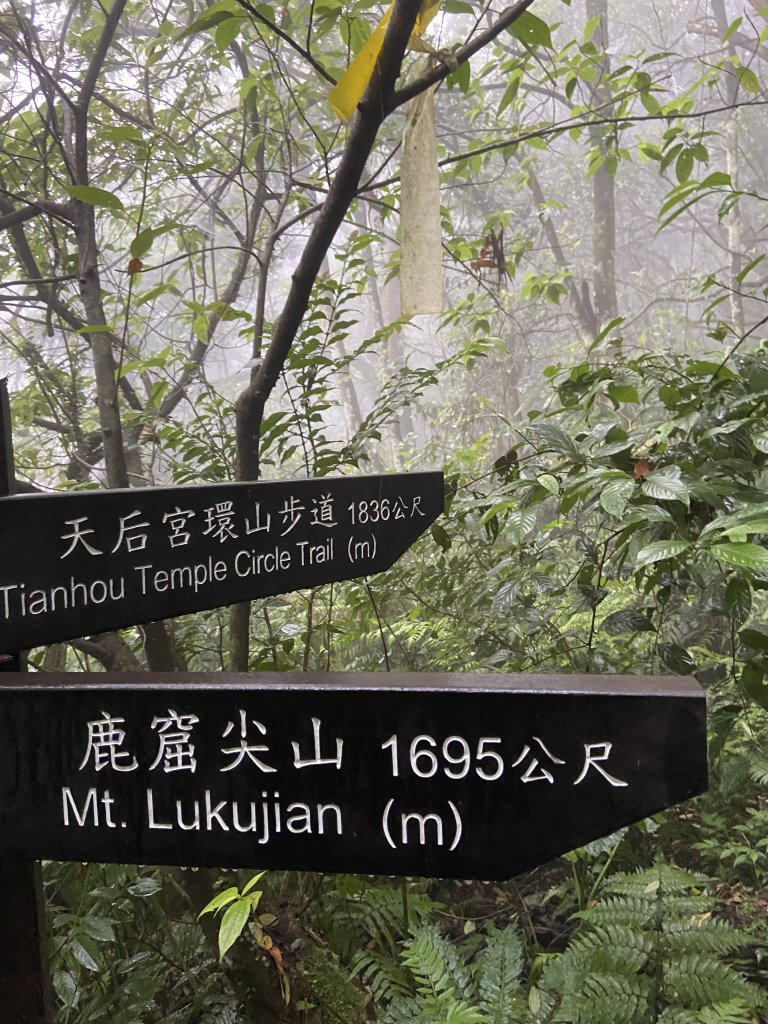 桐花紛飛白雞三山O型_1700559