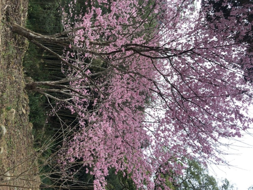 草嶺之旅（賞櫻、桃、李花）_1278204