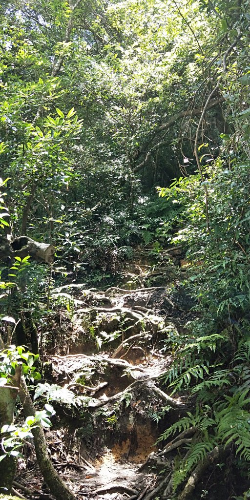 內鳥嘴山，北得拉曼神木群步道，瀑布初體驗_1062672