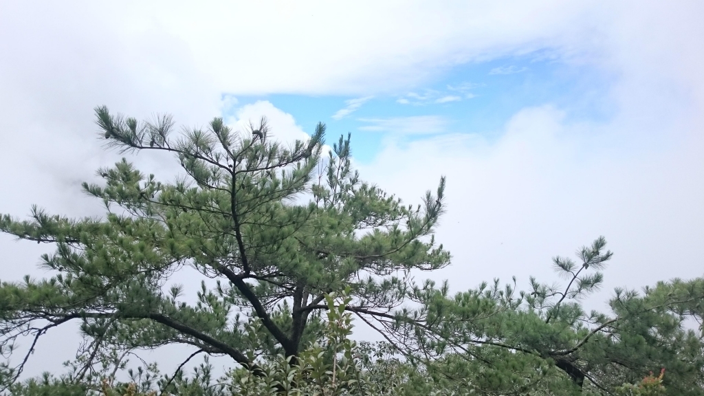 鳶嘴山步道_24421