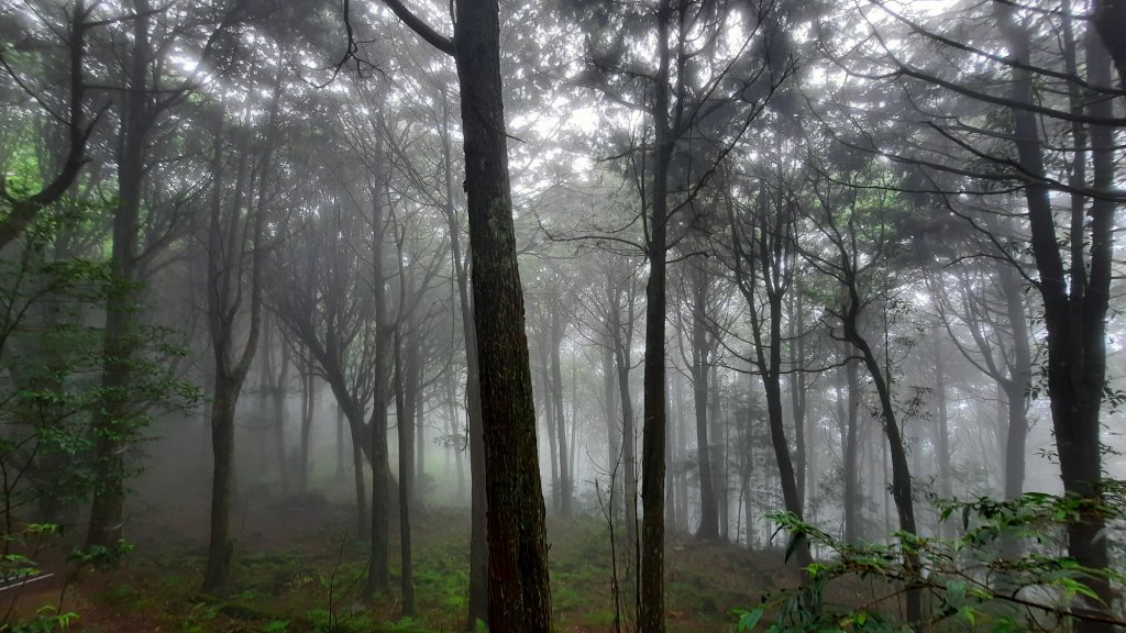 《台中》迷霧巨木為伴｜走訪大雪山船型山20210904_1454231